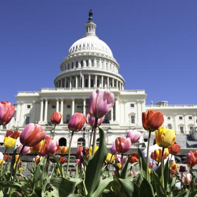 DC Capitol with tulips 